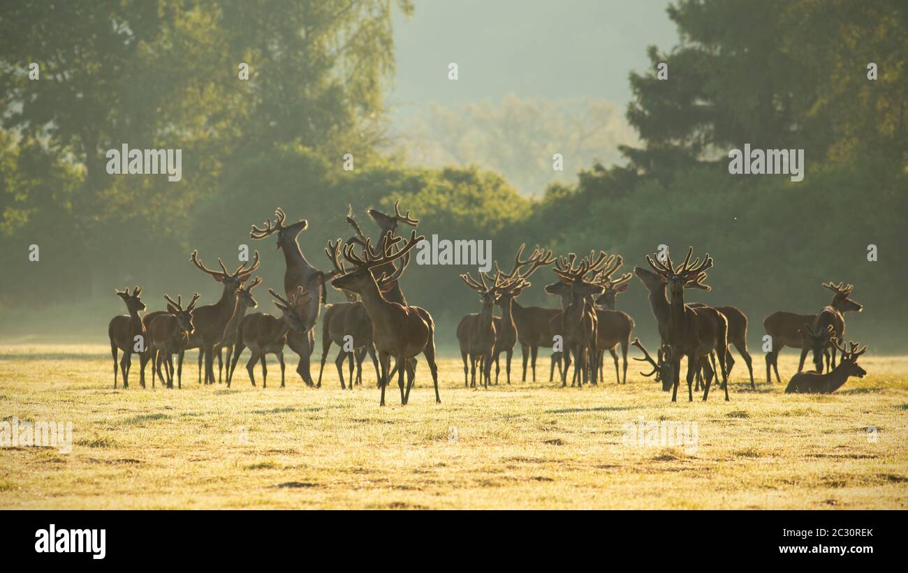 Red deer, cervus elaphus, stags standing and fighting with legs on a meadow early in the morning. Group of wild animals in nature at springtime with s Stock Photo