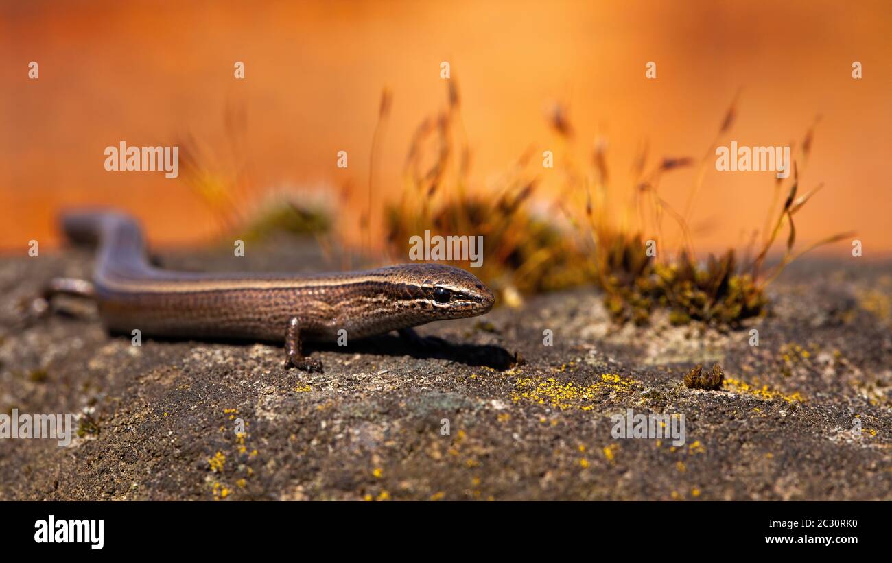 European copper skink, ablepharus kitaibelii, on a stone during autumnal sunset with orange background. Wild reptile with legs and dark brown skin in Stock Photo
