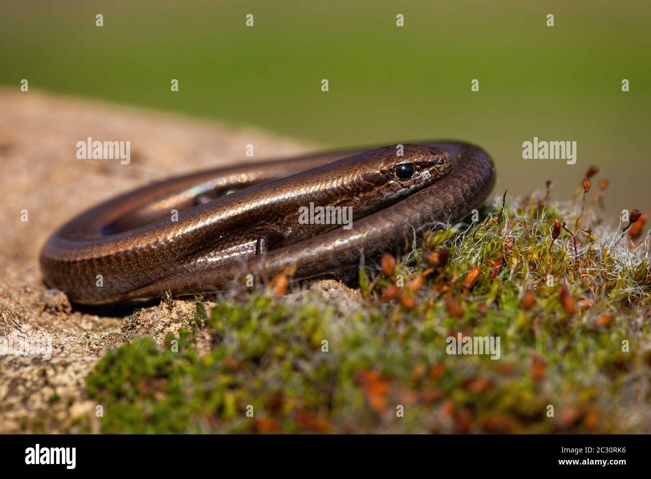 Twisted European copper skink, ablepharus kitaibeli, hiding in nature during sunny day. Wild animal at sunrise. Endemic reptile species with camouflag Stock Photo