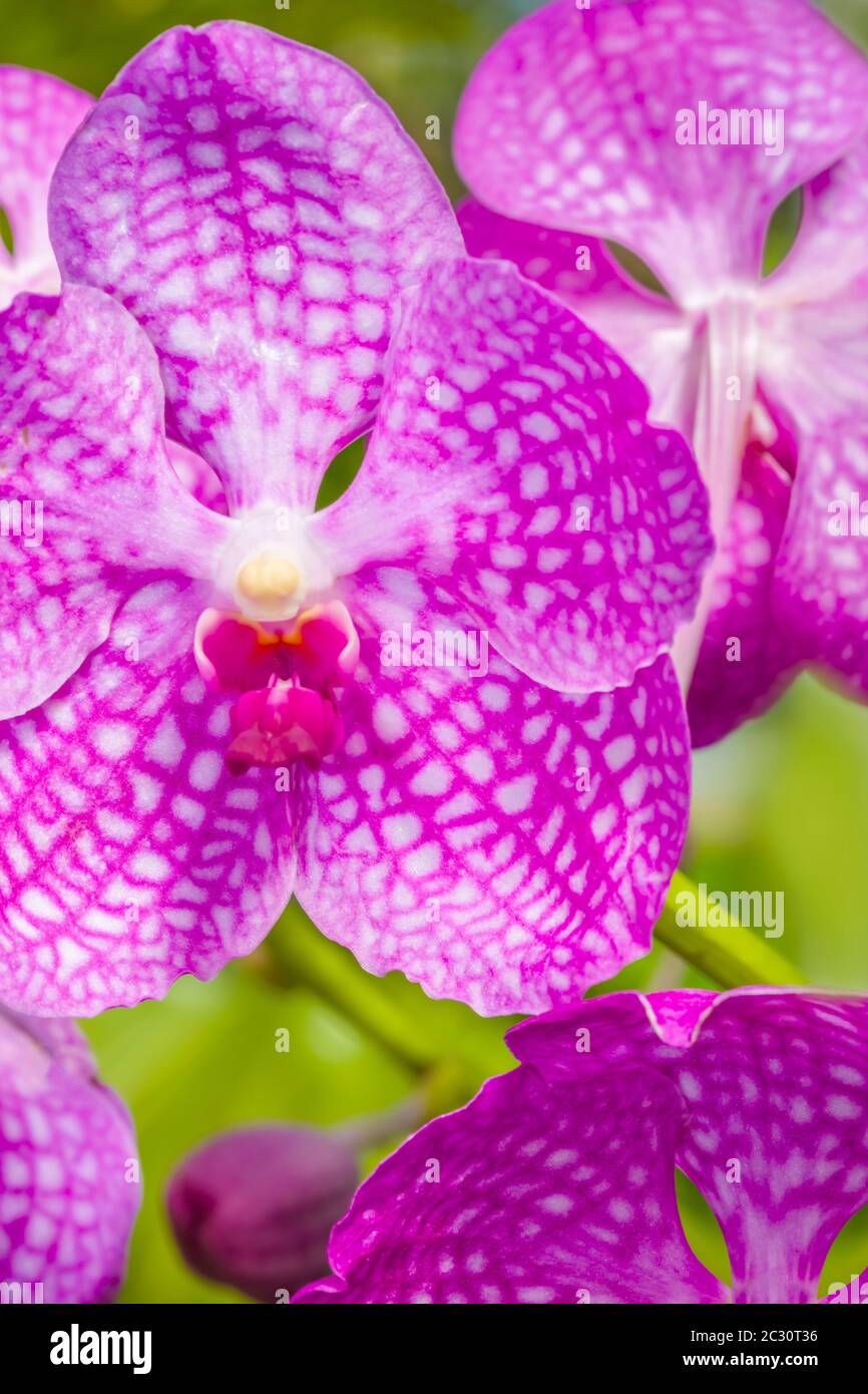 Florida botanical gardens hires stock photography and images Alamy