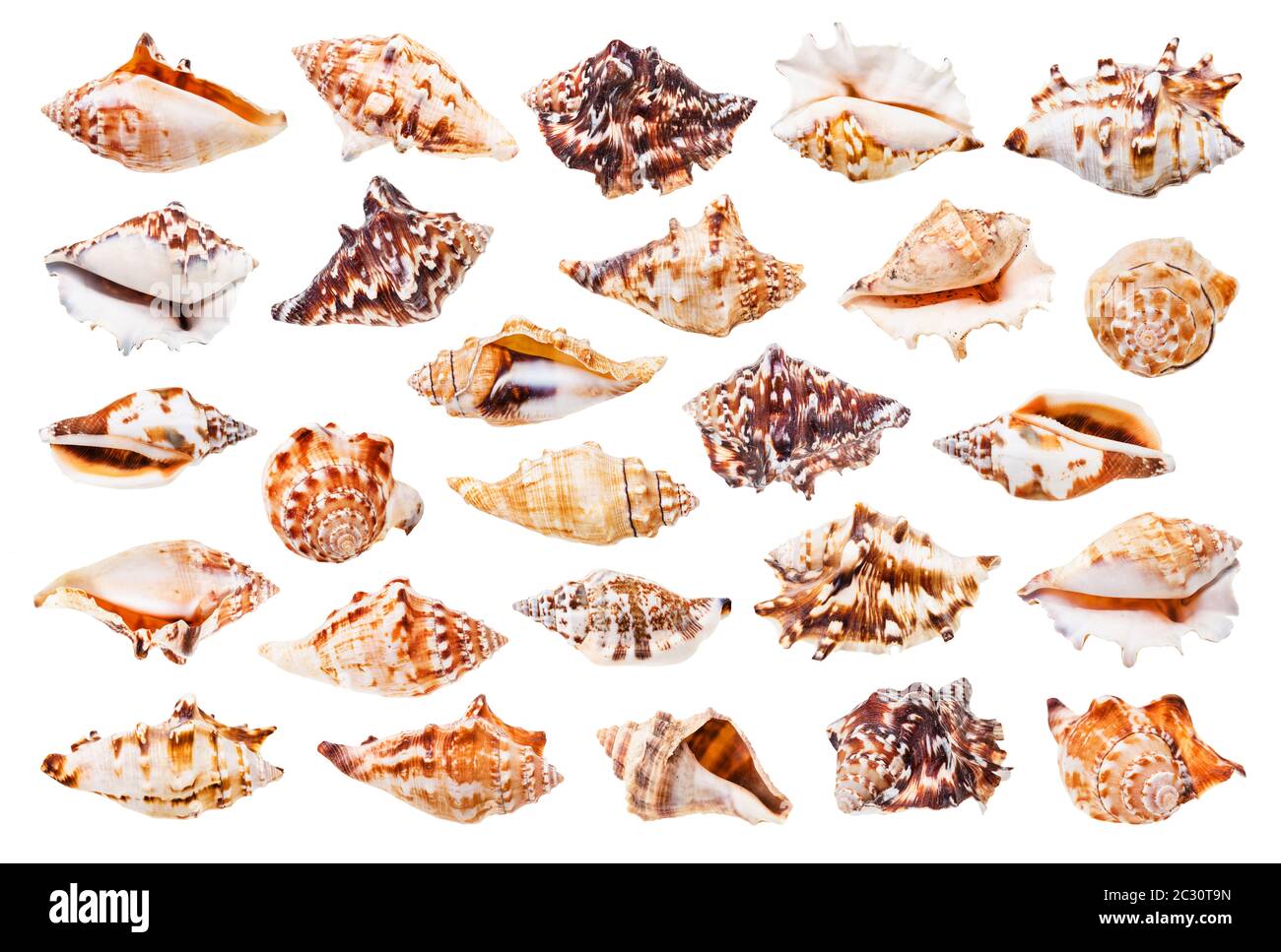 set of seashell of whelks isolated on white background Stock Photo