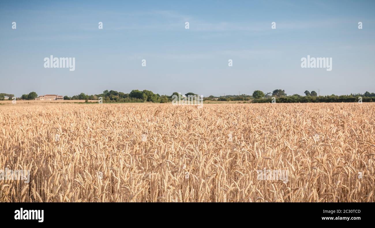 wheat field matured just before the harvest in France Stock Photo - Alamy