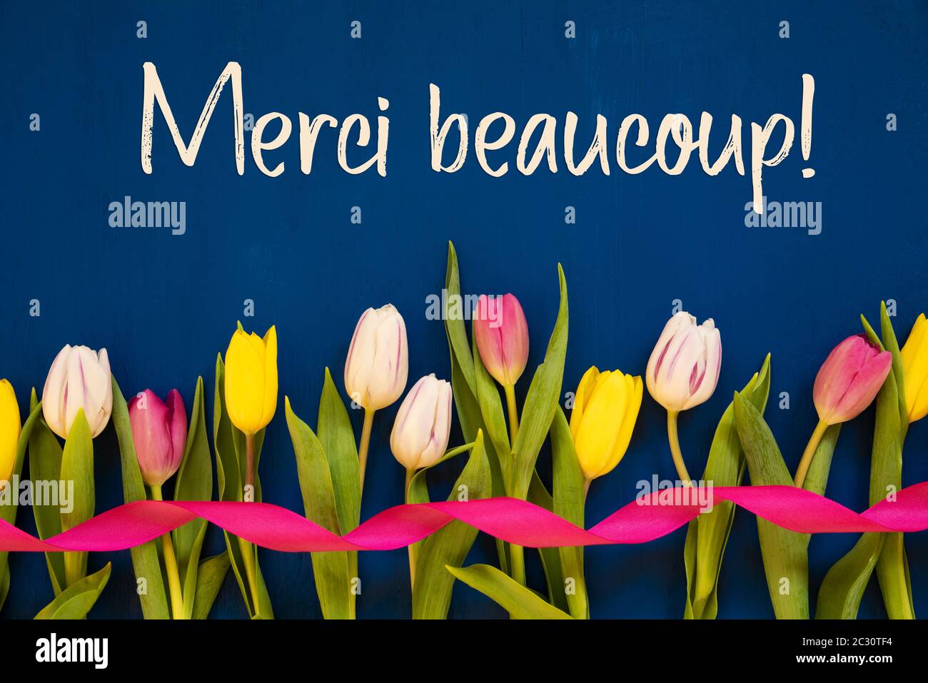 French Text Merci Beaucoup Means Thank You. White And Pink Tulip