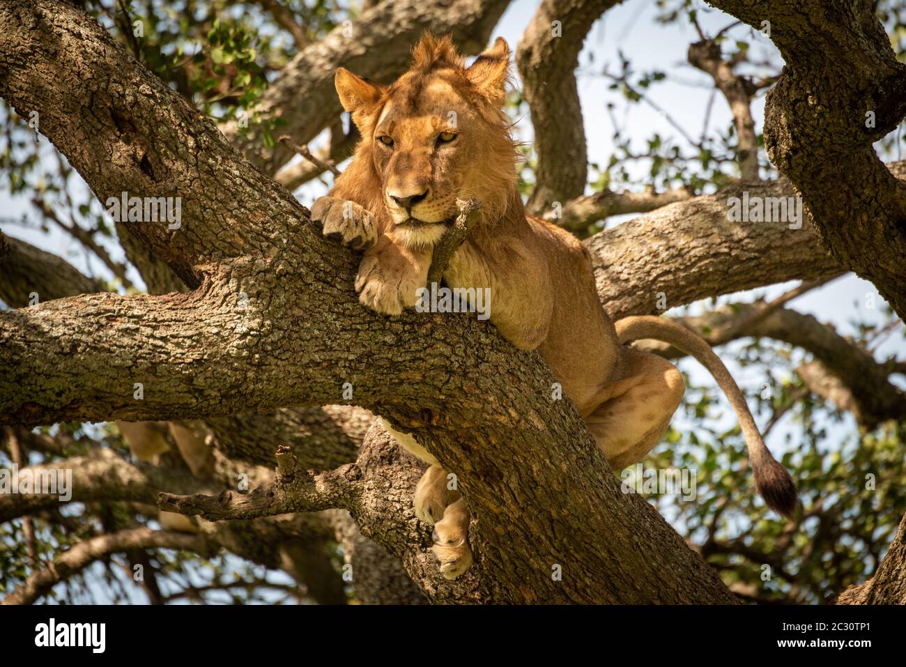 Male lion lies looking down from tree Stock Photo