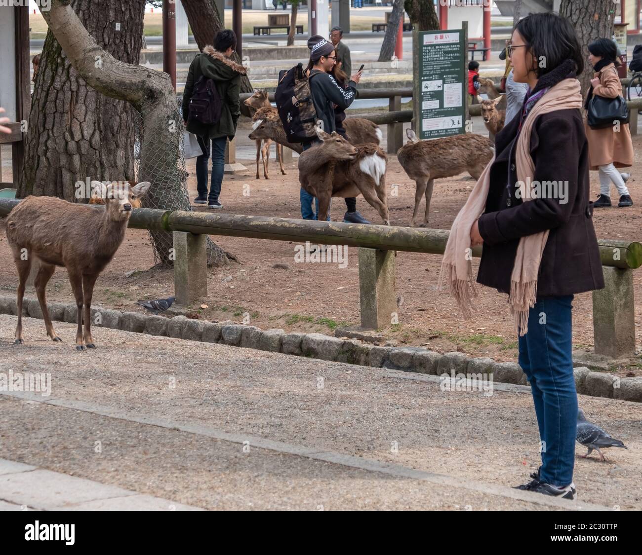 Tourists and visitors at Nara Deer Park, Japan Stock Photo