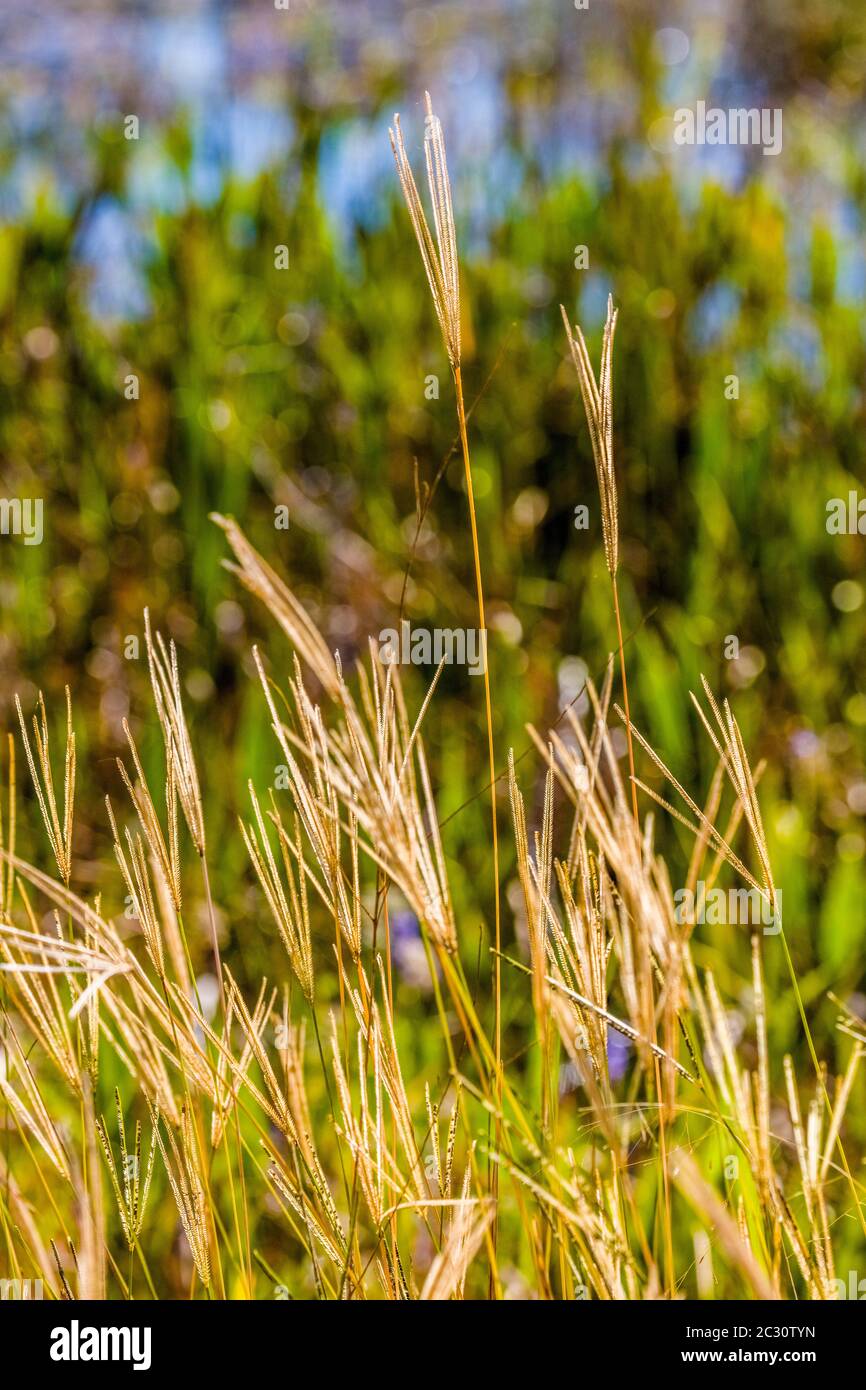 Close-up of grass, Punta Gorda, Florida, USA Stock Photo