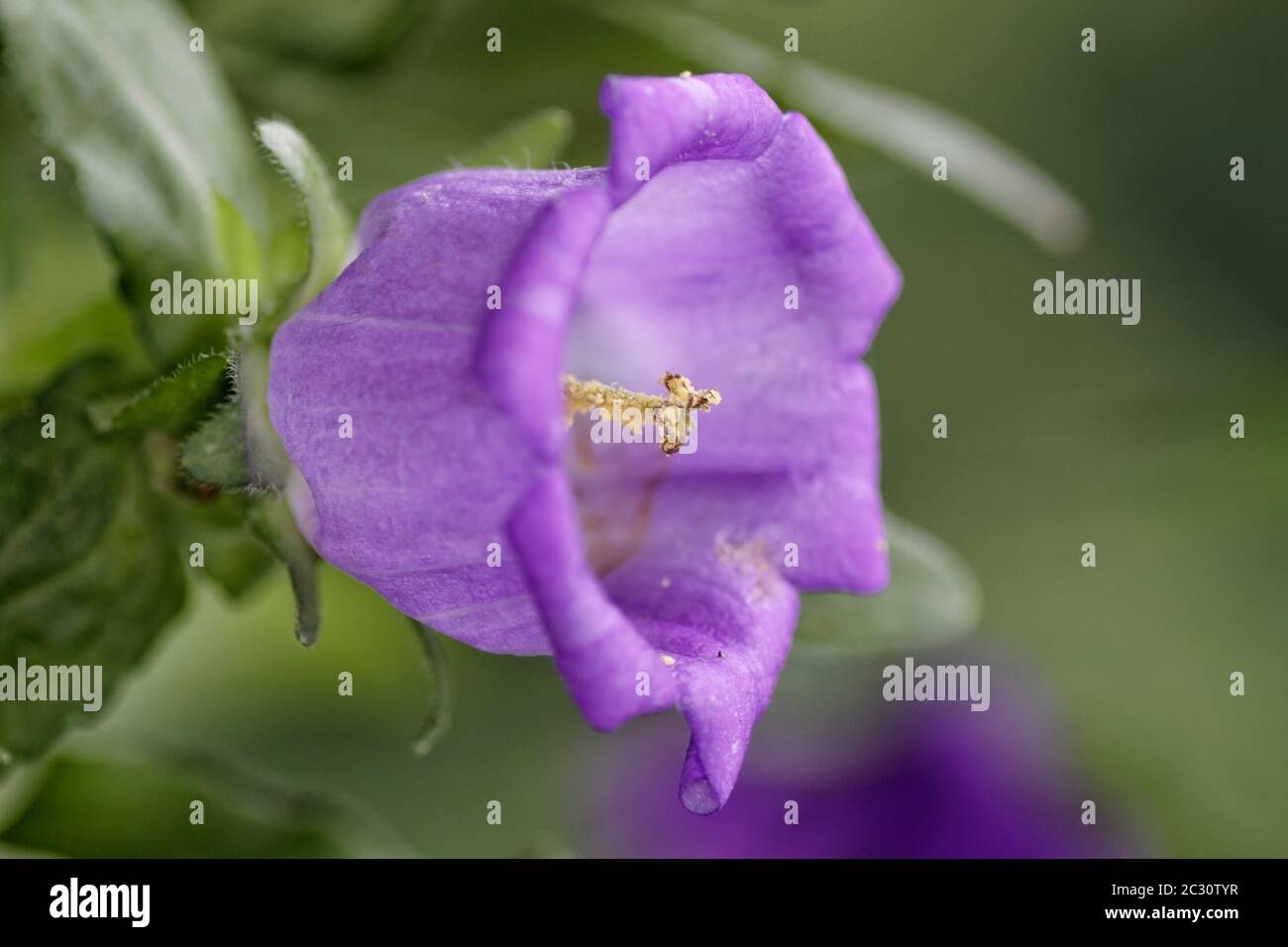 a close-up of a blue bell flower Stock Photo
