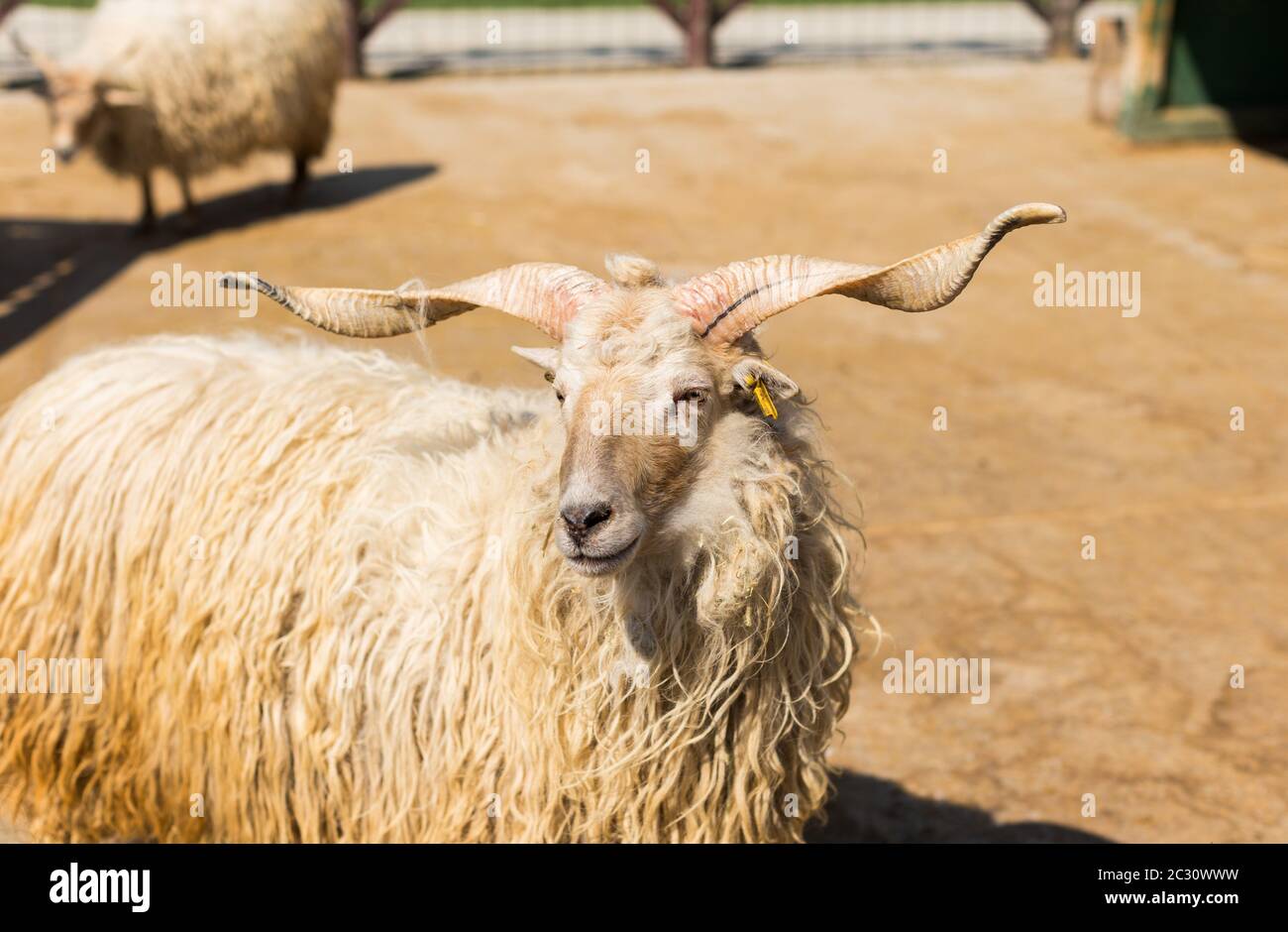 Racka Sheep in a farm park Stock Photo