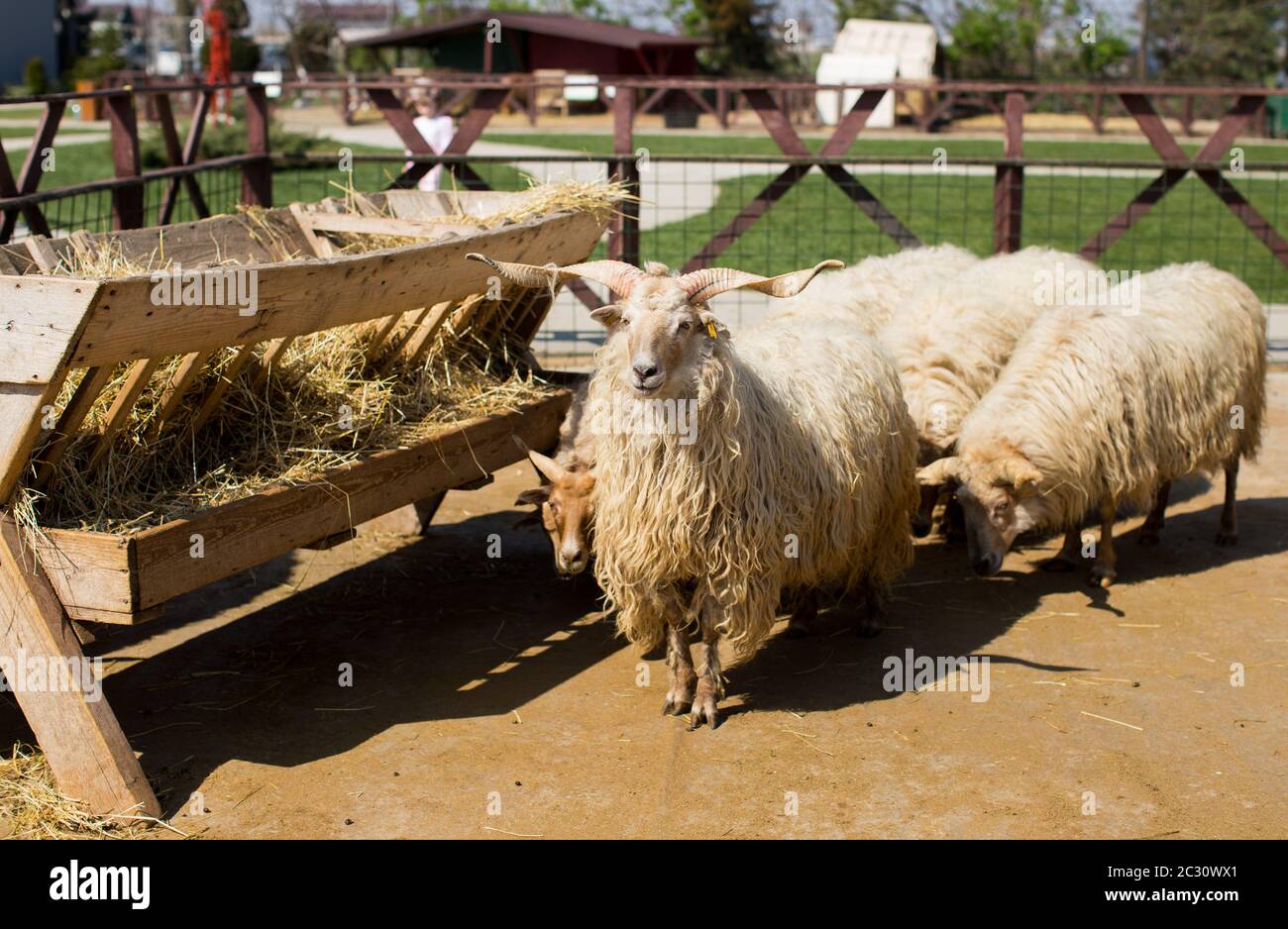 Racka Sheep in a farm park Stock Photo