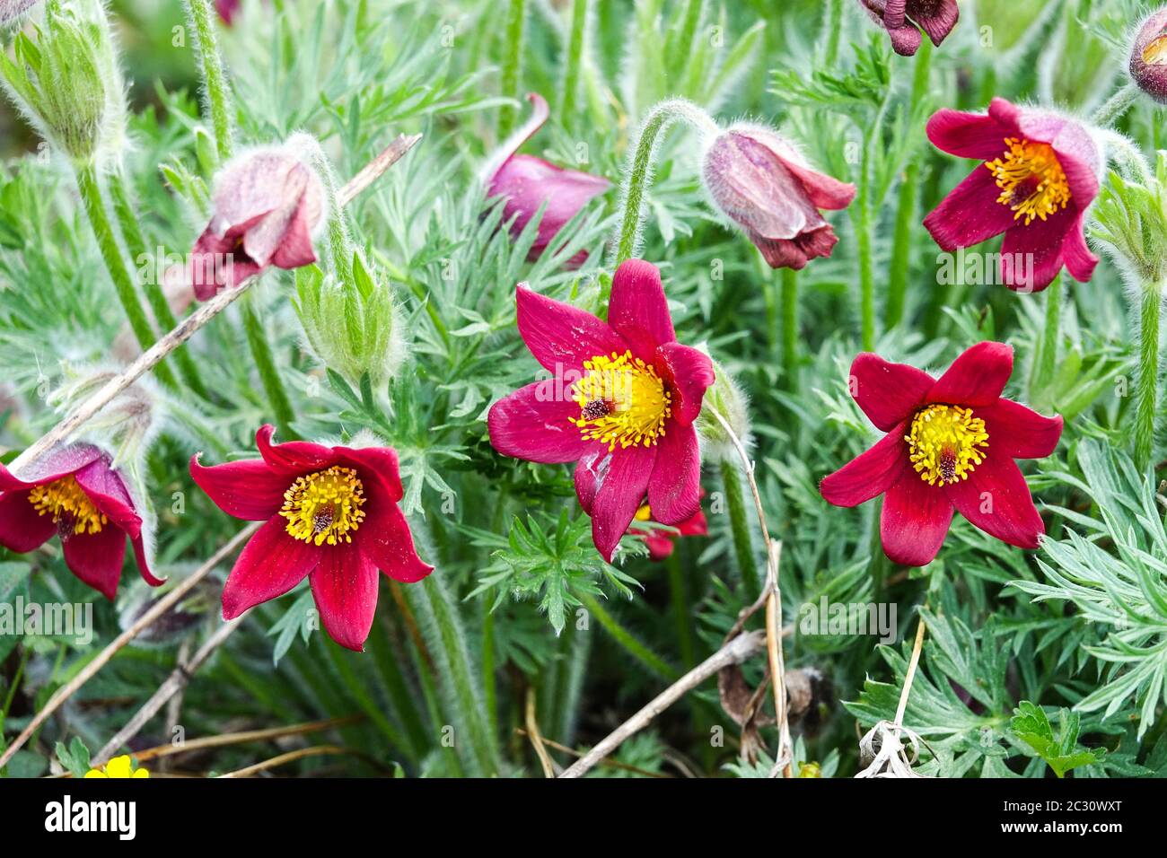 Pasque flower Pulsatilla Rote Glocke Stock Photo