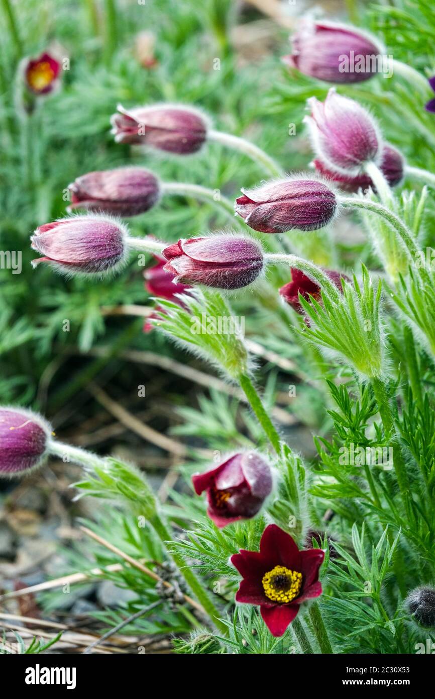 Pasque flower Pulsatilla Rote Glocke Stock Photo