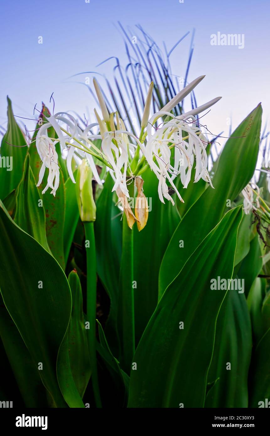 White spider lilies at St. Johns County Ocean Pier, April 14, 2015, in St. Augustine, Florida. Stock Photo