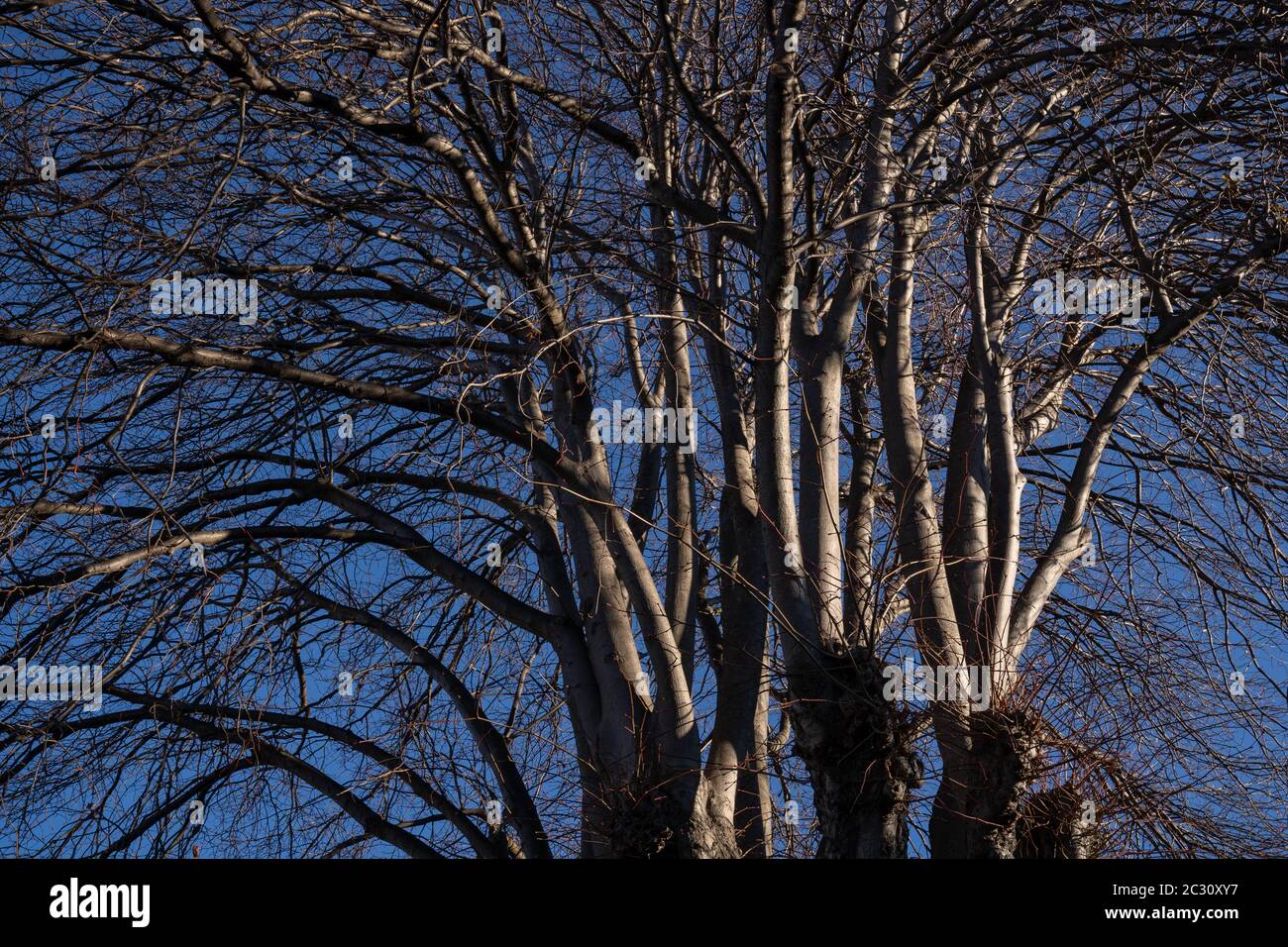 A nature of winter trees without leaves after autumn season in Oamaru, New Zealand. Stock Photo