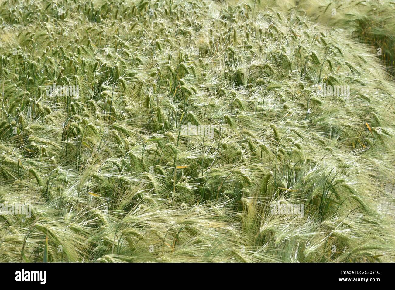 Aerial views of rolling farmland Stock Photo Alamy
