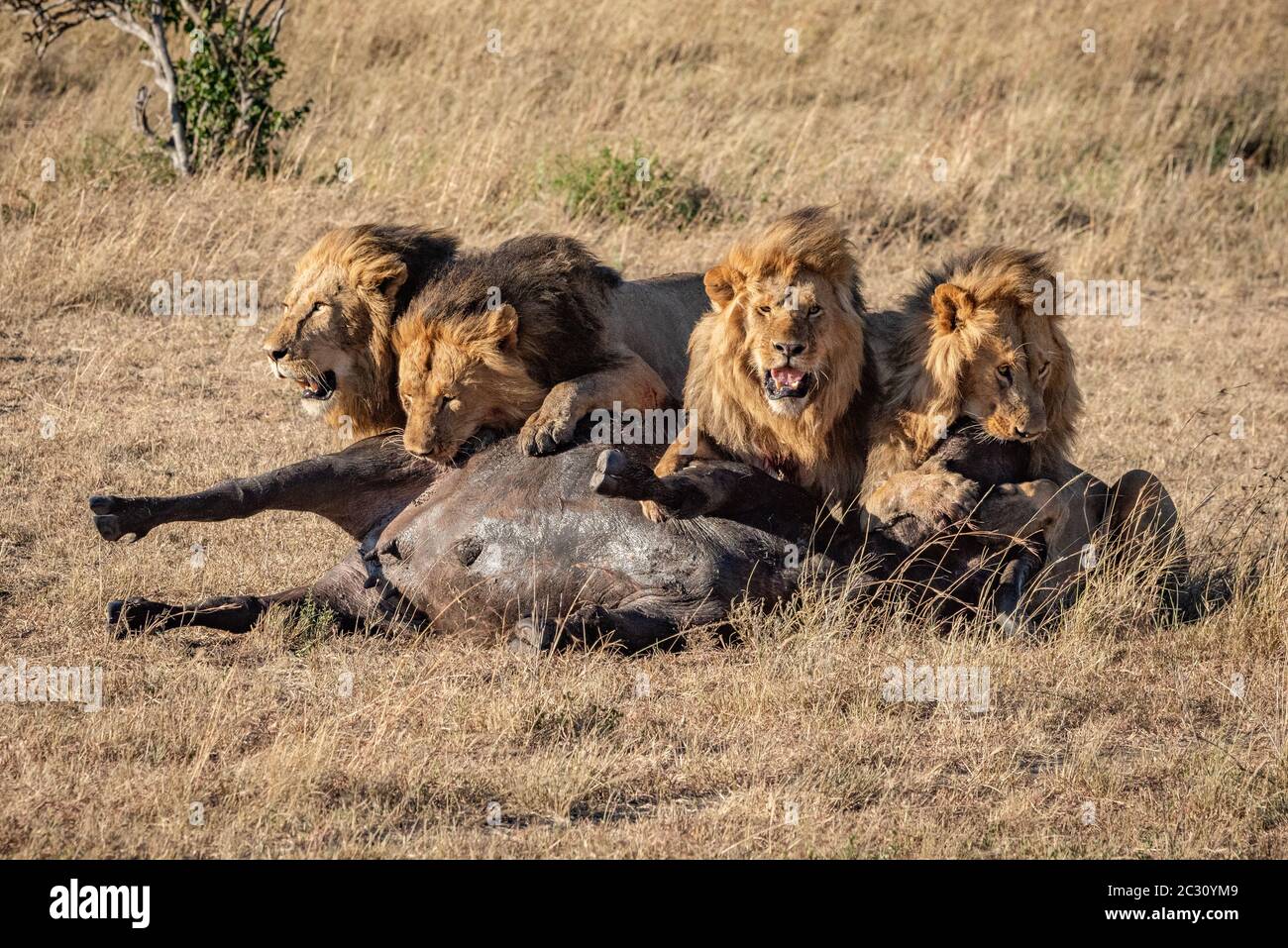 Page 3 - Lion Hunting Buffalo High Resolution Stock Photography and Images  - Alamy