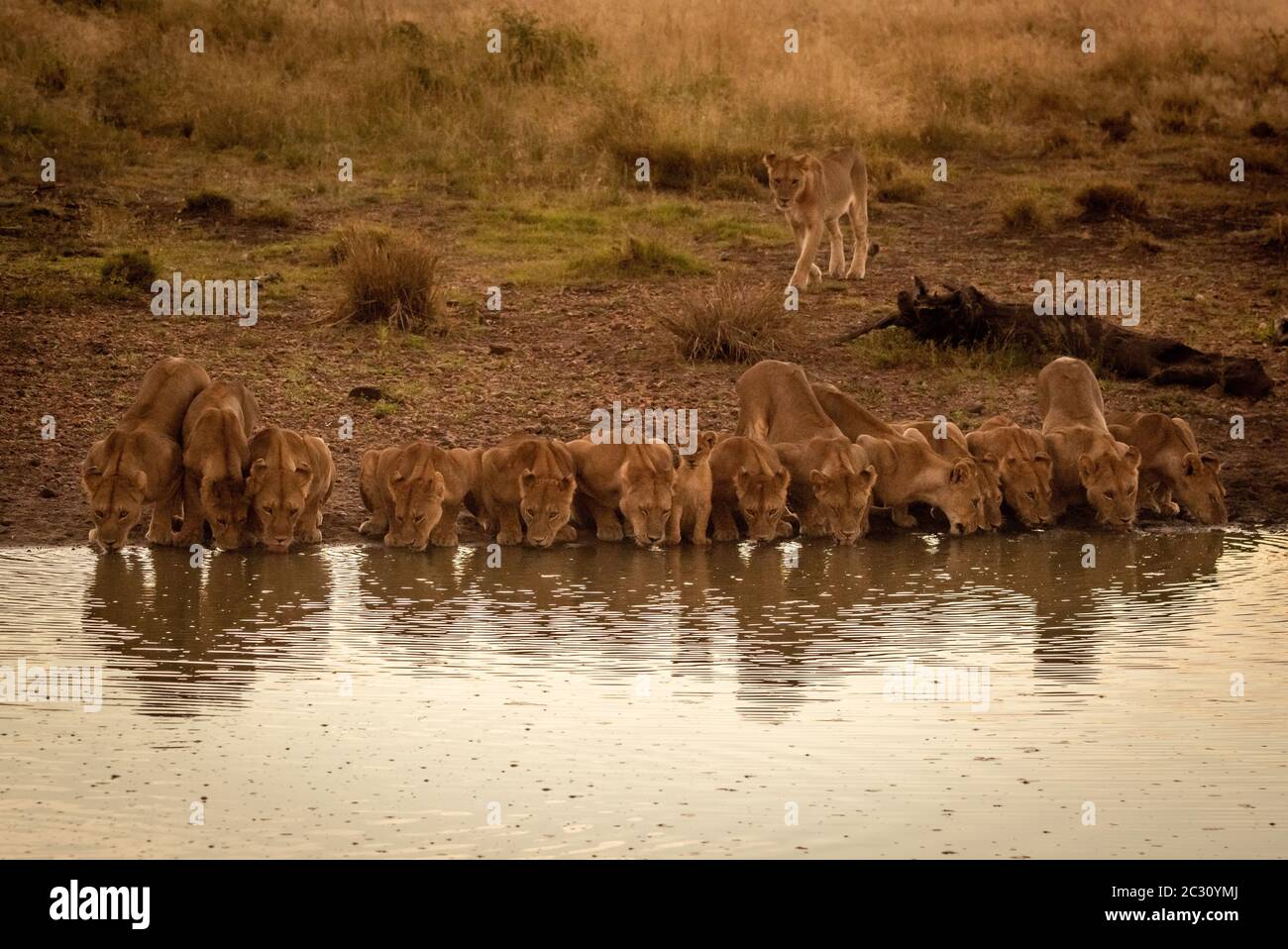Fourteen lions lie drinking at water hole Stock Photo