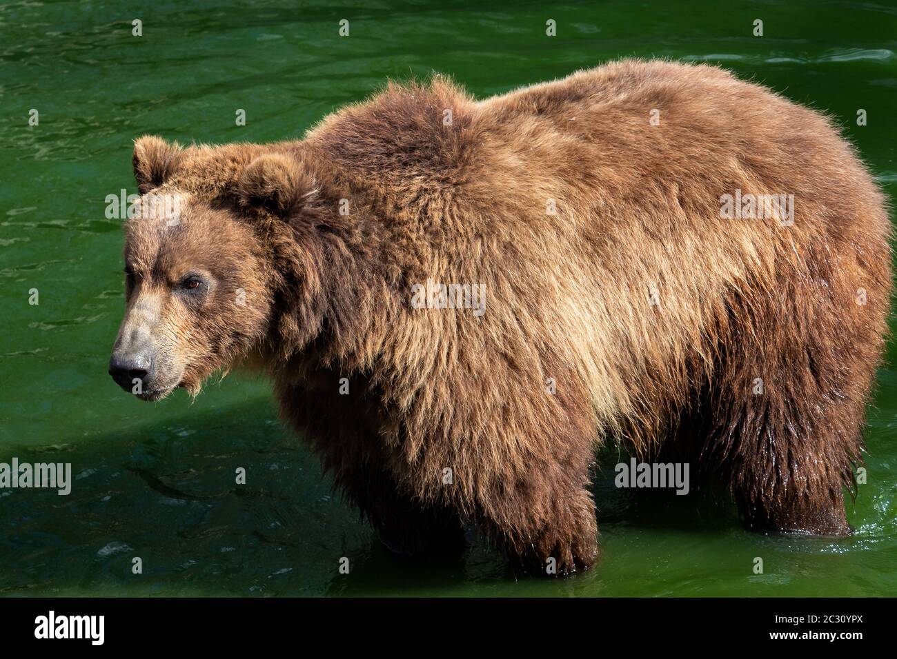Kamchatka bear in water. (Ursus arctos beringianus). Stock Photo