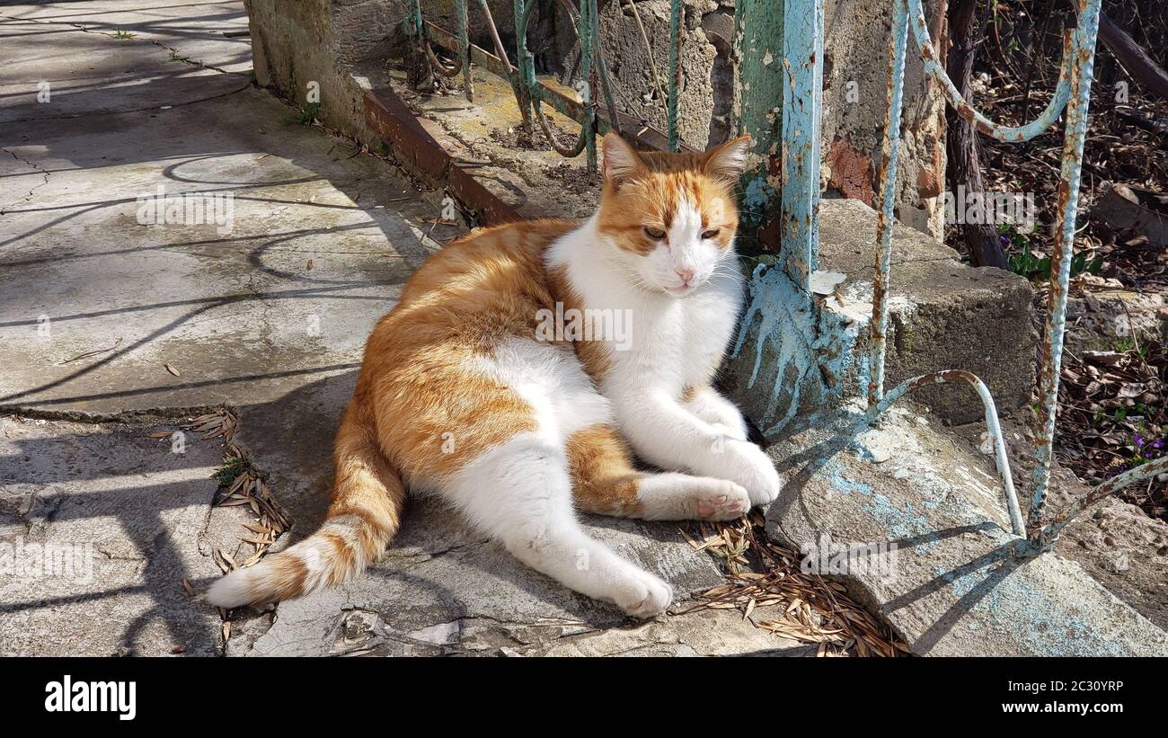 An adult fat cat of a white-red color with a contented muzzle, lies and rests under a Bush of green thuja, falling asleep on concrete steps in the sha Stock Photo