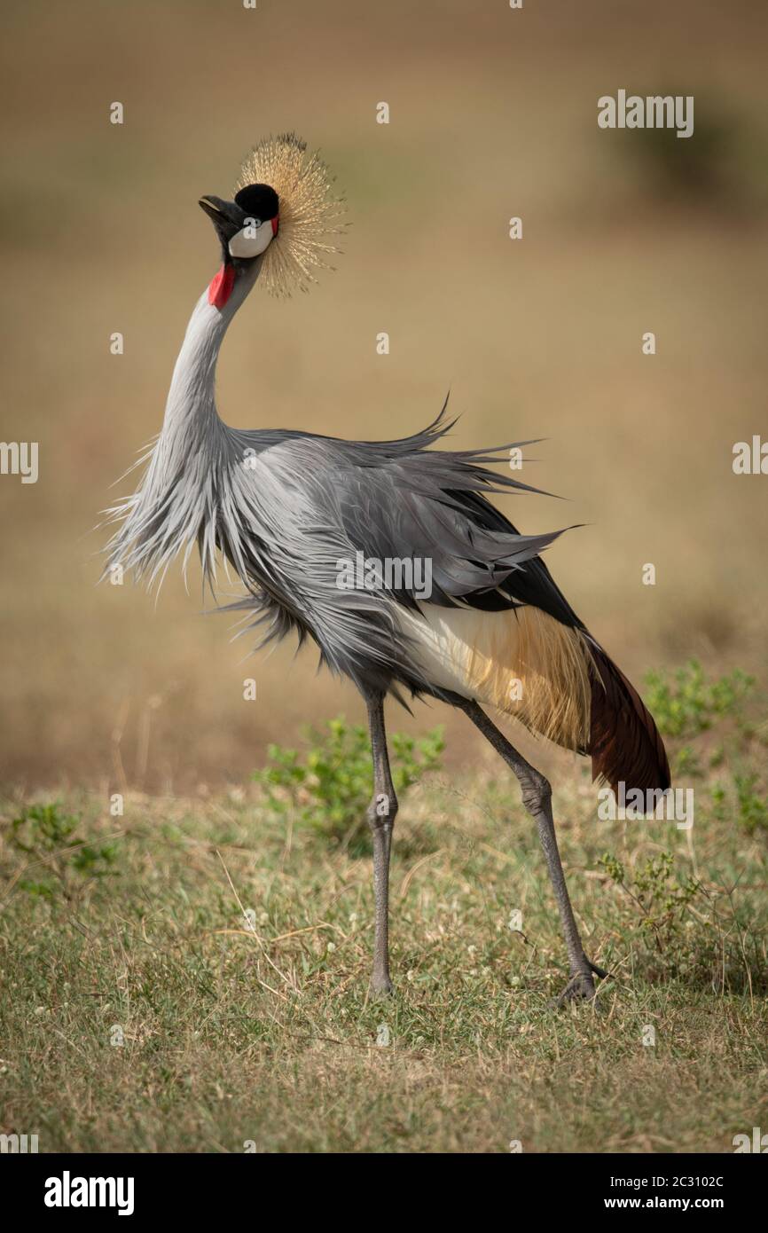 Grey crowned crane stands shaking feathers around Stock Photo