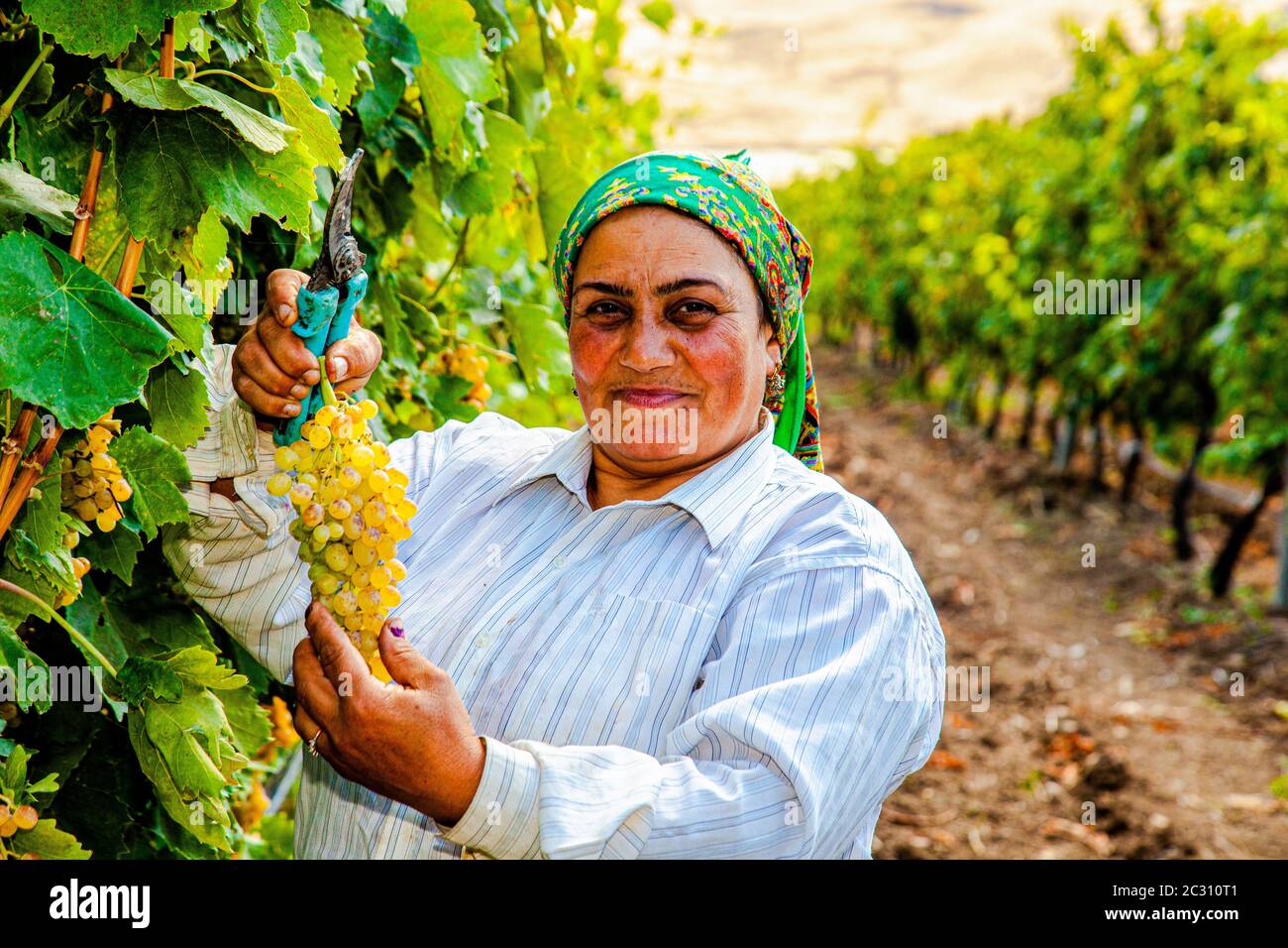 A female farmer holding a bunch of white grapes Stock Photo - Alamy