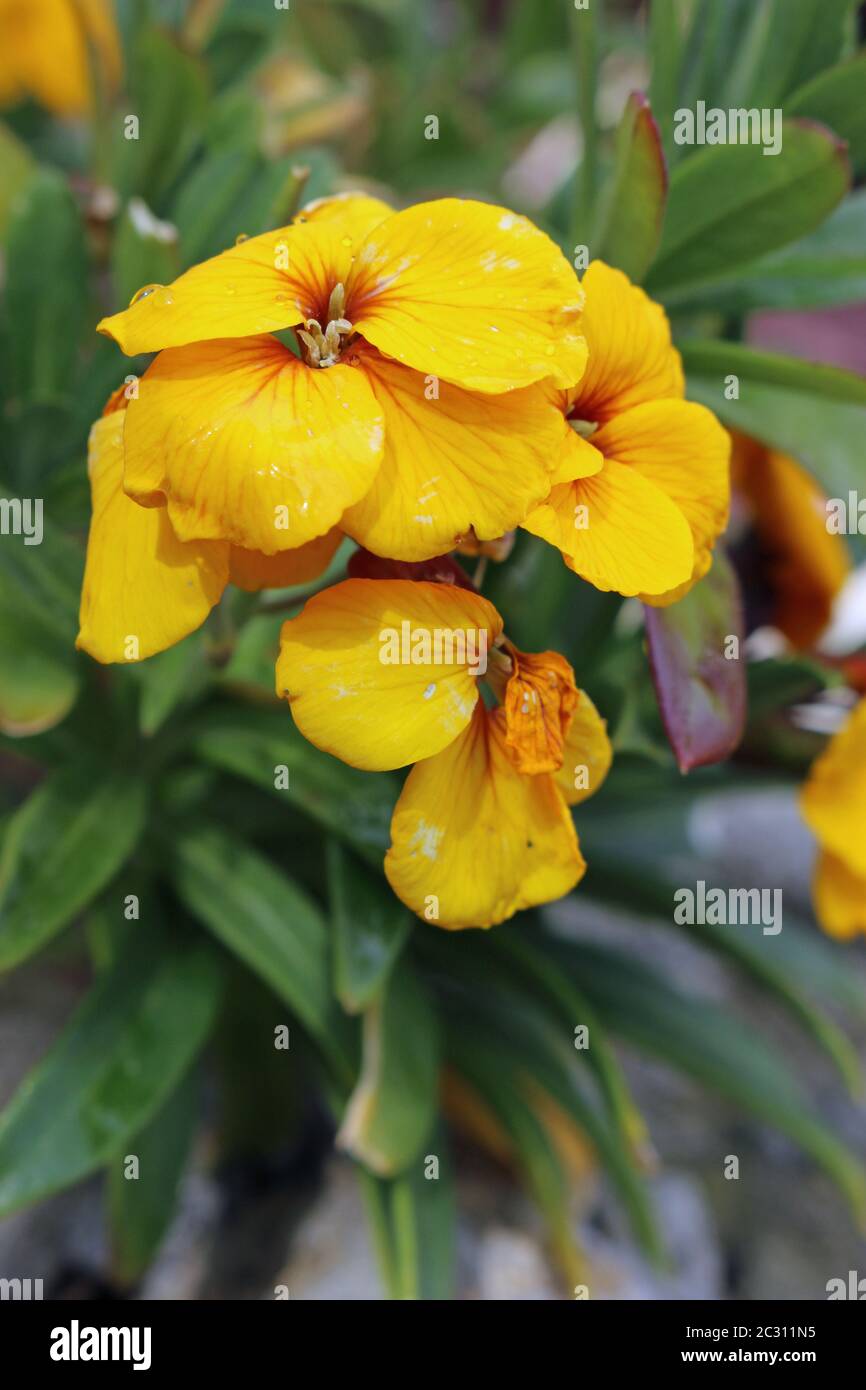 Yellow wallflower (Erysimum cheiri) flowers with a blurred background of leaves and flowers. Stock Photo