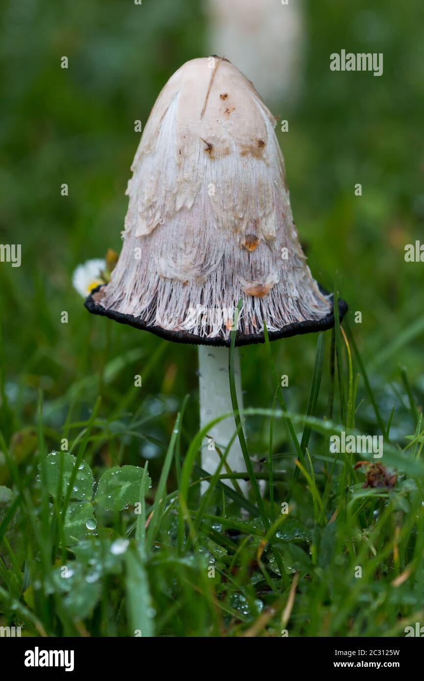 Side view of an overripe shaggy ink cap (Coprinus comatus) Stock Photo