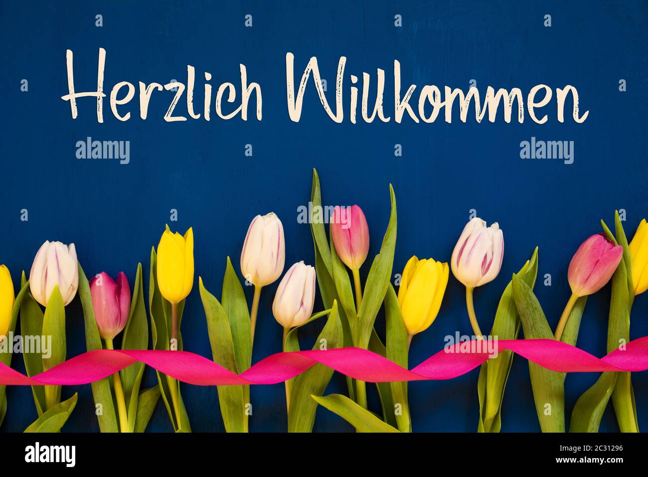German Text Herzlich Willkommen Means Welcome. White And Pink Tulip Spring Flowers With Ribbon. Blue Wooden Background Stock Photo