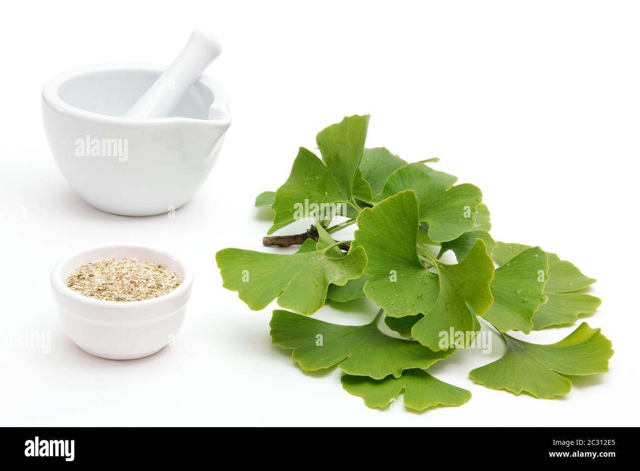 dried ginkgo with fresh leaves Stock Photo