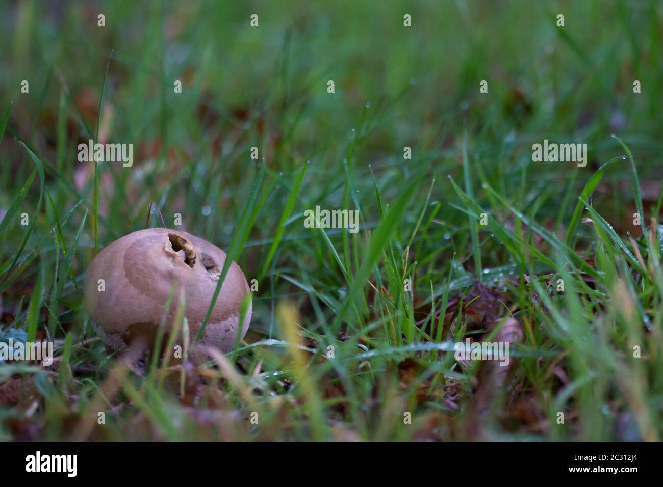 Old common puffball (Lycoperdon perlatum) mushrrom in the grass Stock Photo