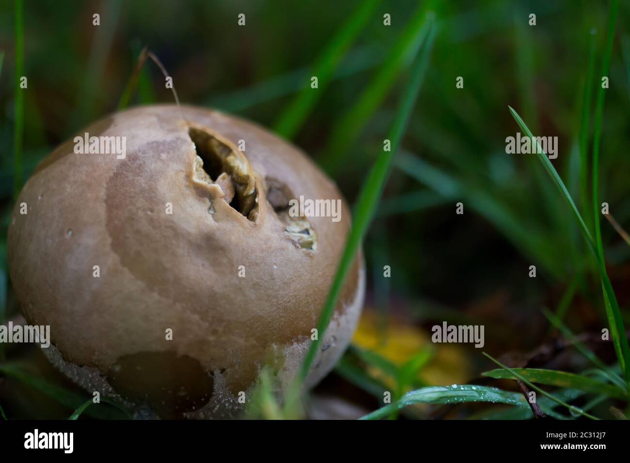 Old common puffball (Lycoperdon perlatum) mushrrom in the grass Stock Photo