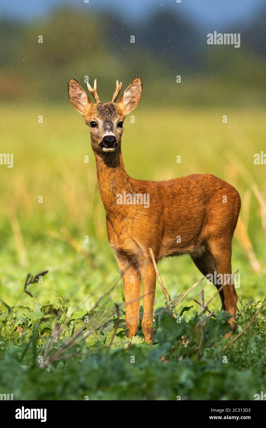 Roe deer, capreolus capreolus, buck with small antlers kissed by the sun. A pretty animal creature standing in the rain and looking for something in t Stock Photo