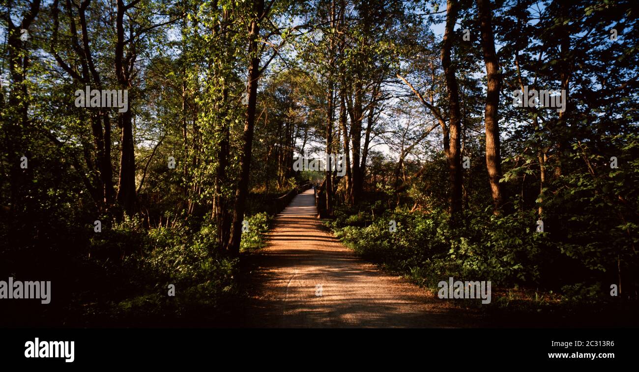 View of country road in forest, Helsinki, Finland Stock Photo