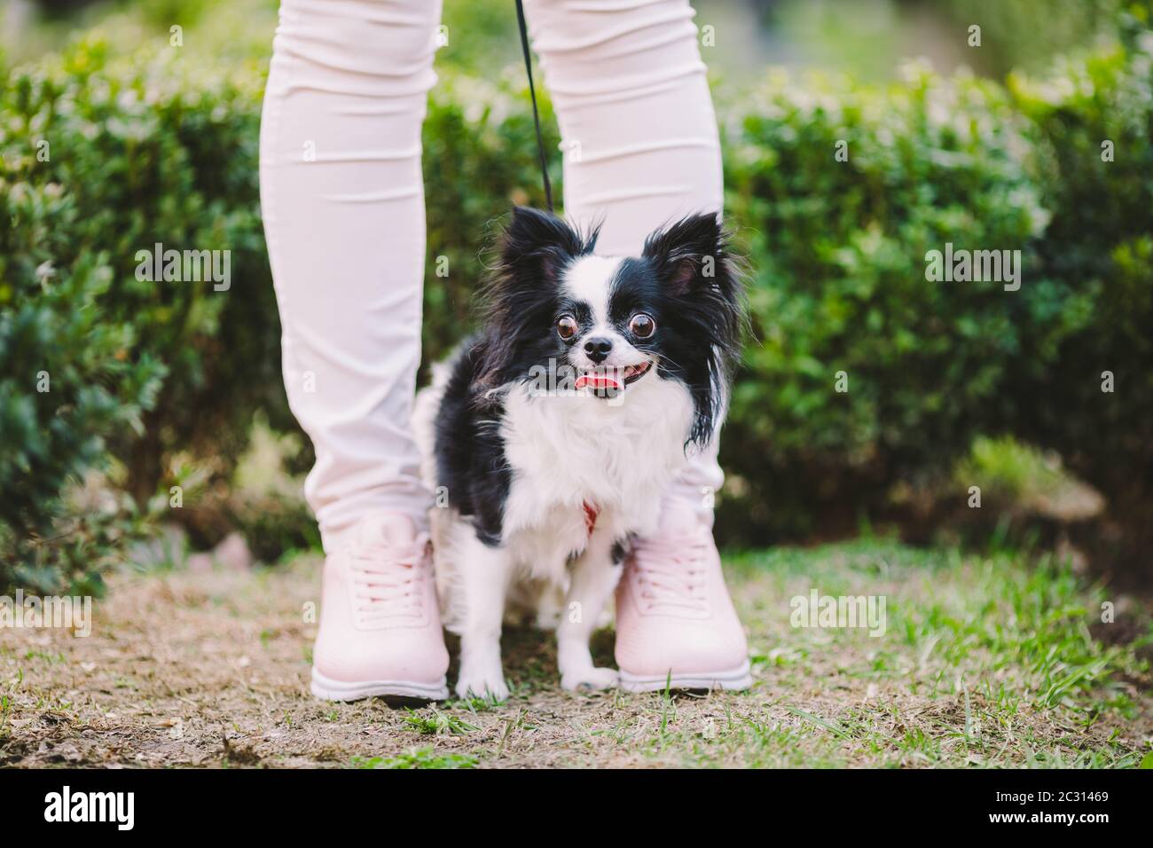 Why Do Dogs Sit On Feet