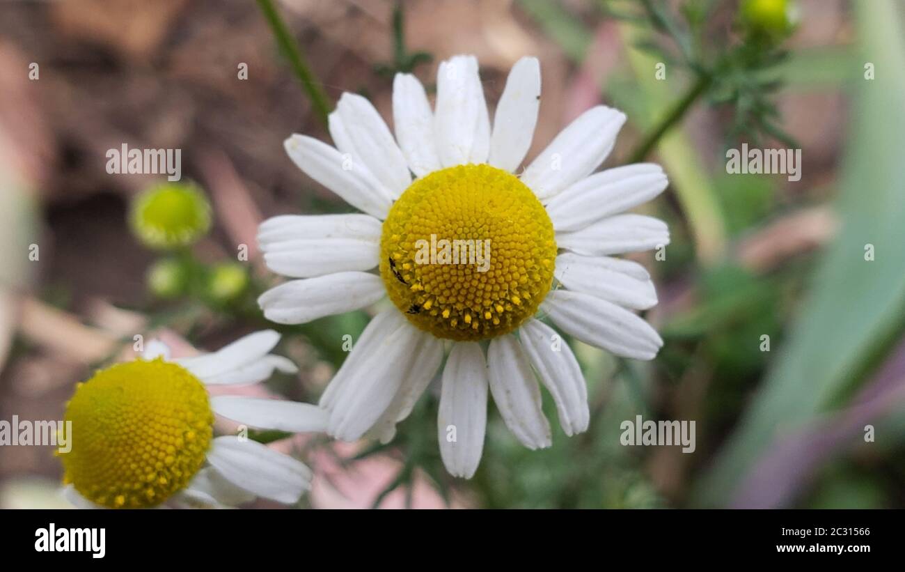Macro of white and yellow flower on green background. Closeup Marguerite Daisy flower. Stock Photo