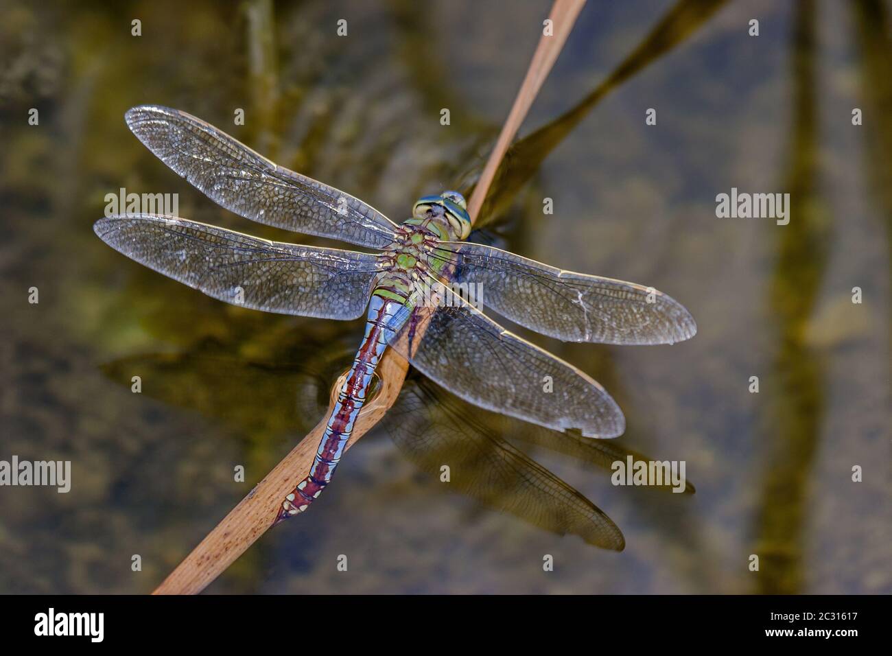 Emperor dragonfly 'Anax imperator' Stock Photo