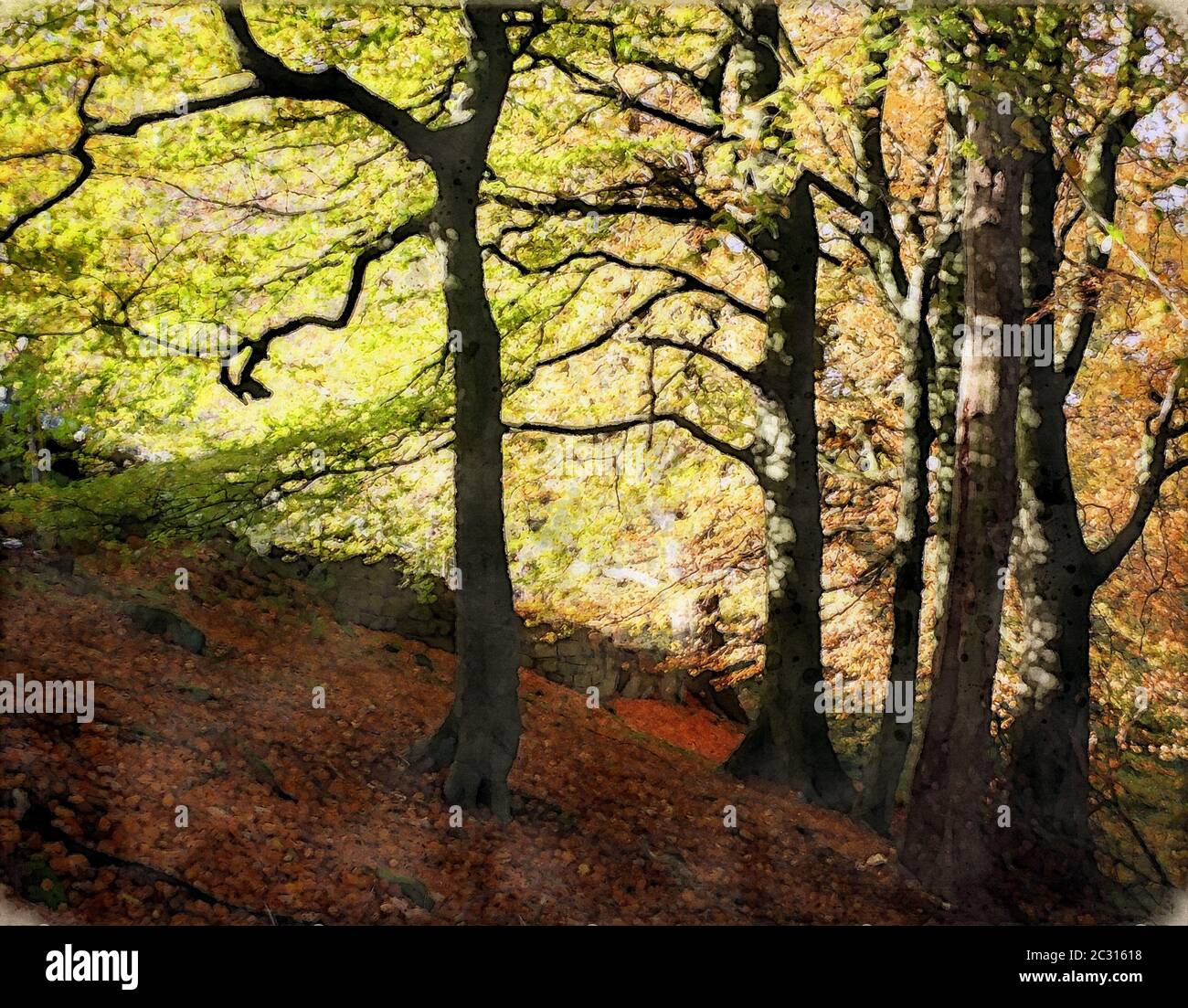 Beech tree in early summer hi-res stock photography and images - Alamy