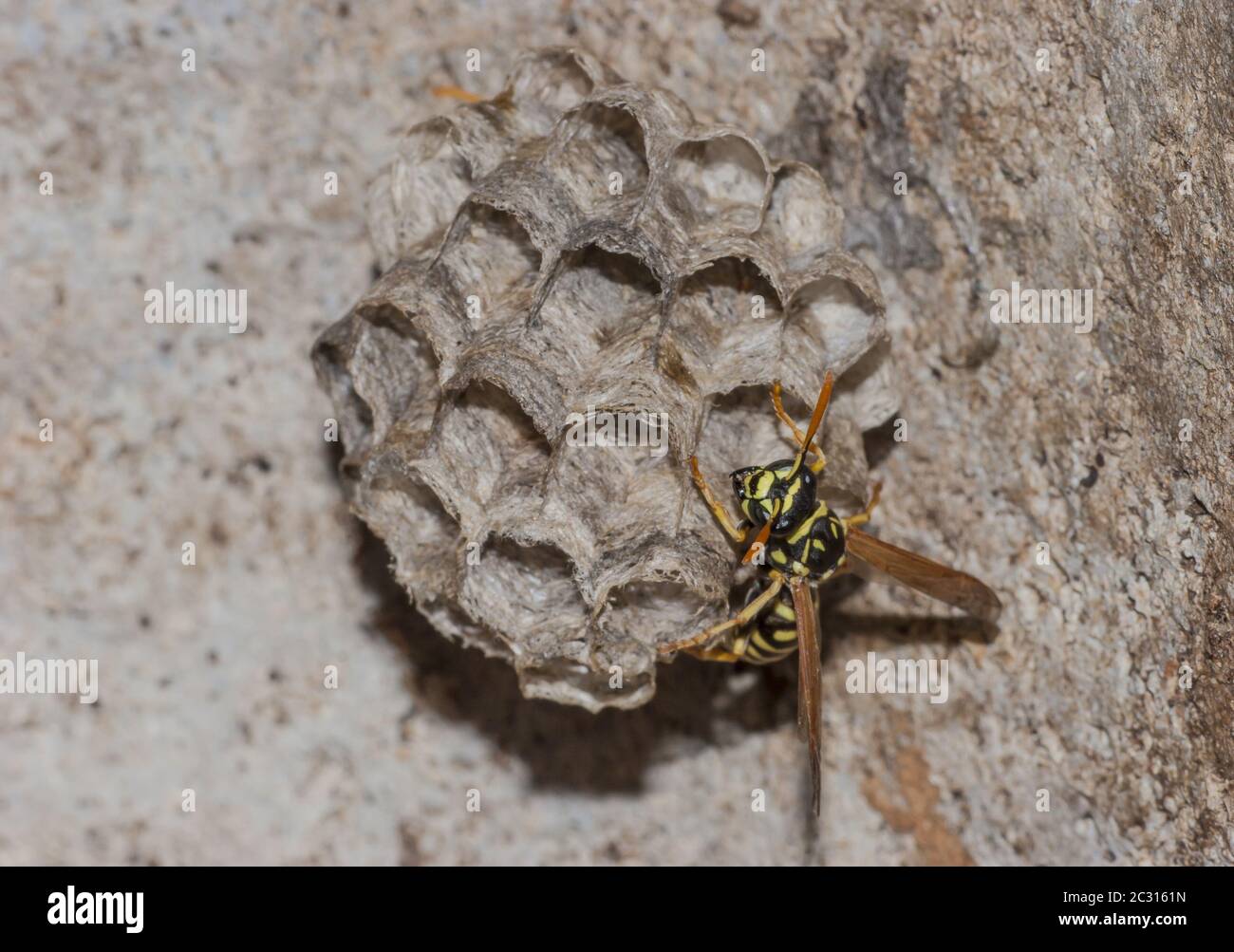 European paper wasp nest  'Polistes dominulus' Stock Photo