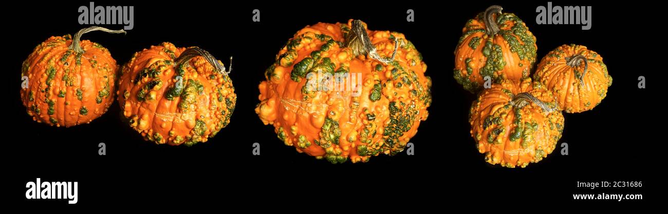 Close up of Knucklehead Pumpkins Stock Photo
