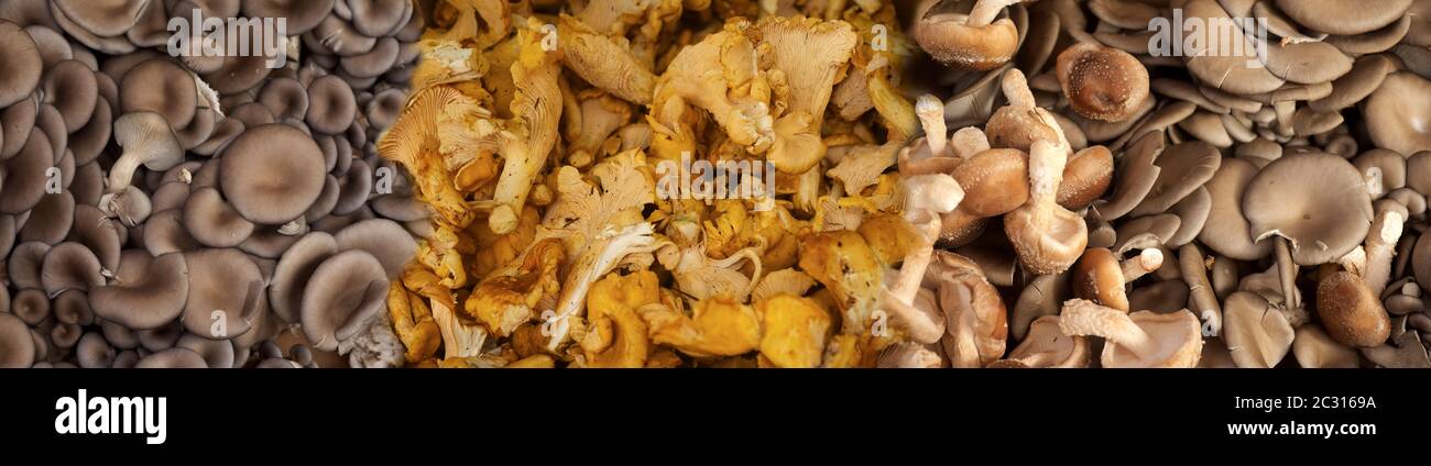 View of mushrooms Stock Photo