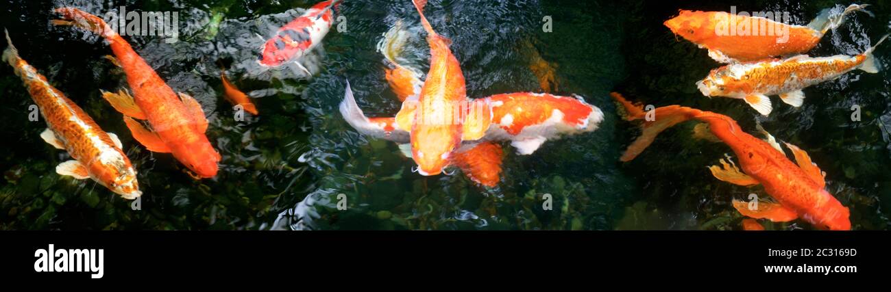 View of Koi Fish in pond Stock Photo