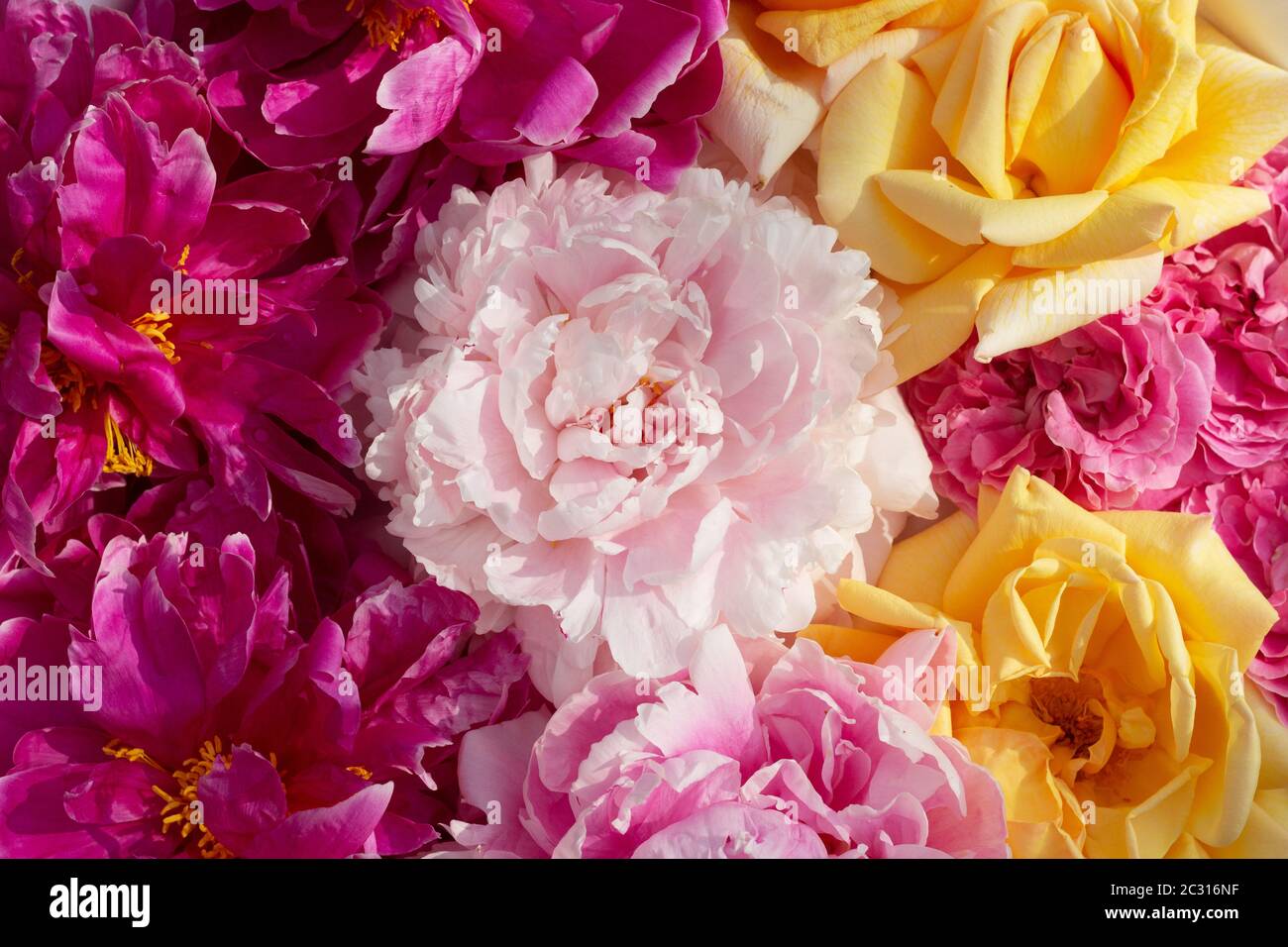 Abstract yellow roses hi-res stock photography and images - Page 10 - Alamy