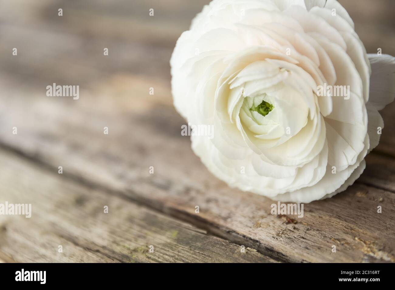 persian buttercup flower on a wooden grungy background Stock Photo