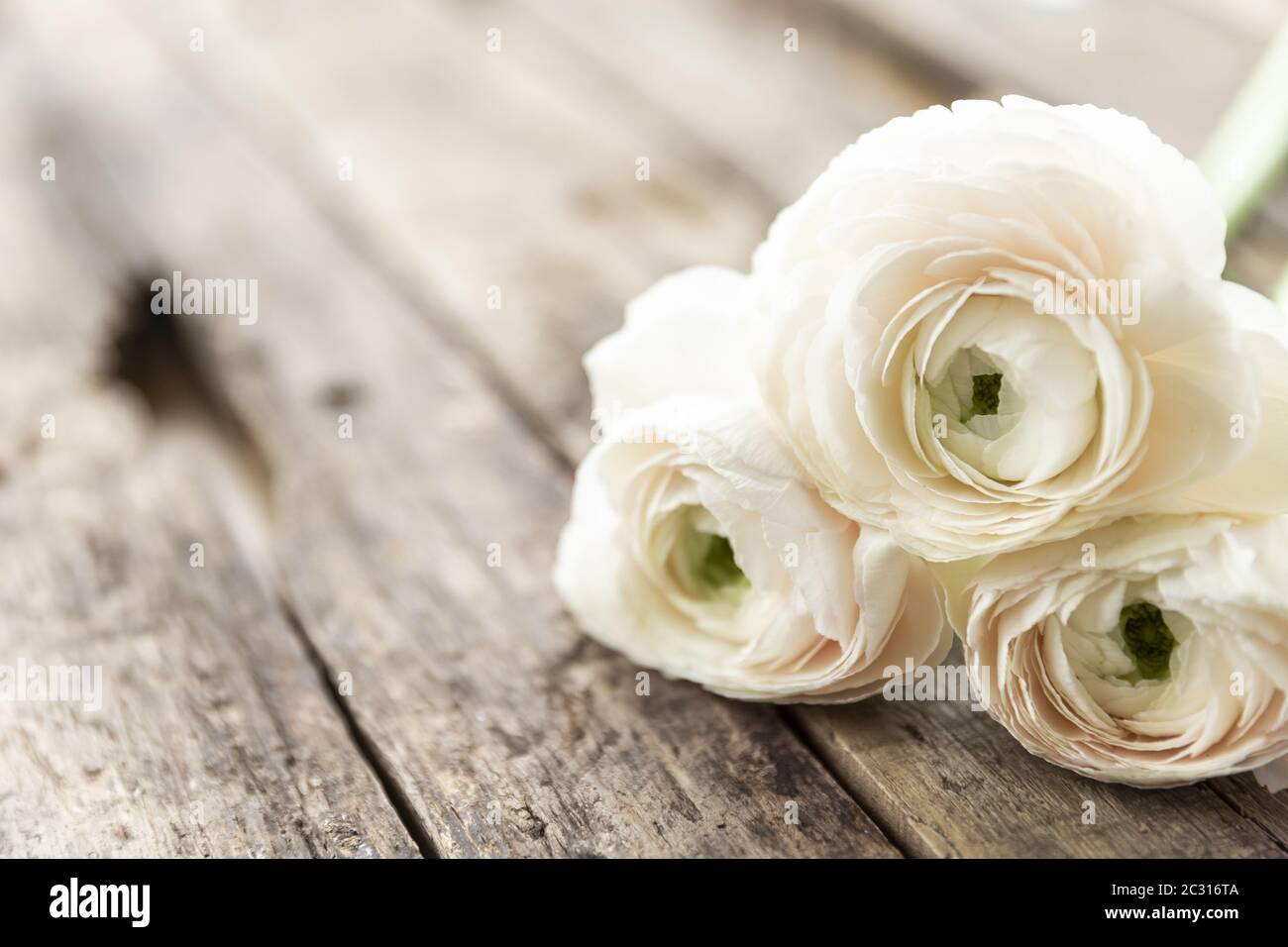 persian buttercup flower on a wooden grungy background Stock Photo