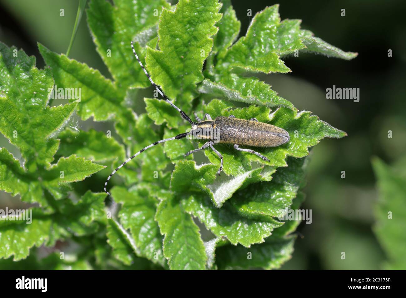 A Golden bloomed grey longhorn beetle (Agapanthia villosoviridescens) on green  leaves Stock Photo