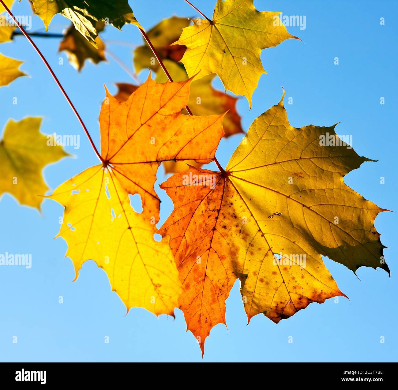 Leaves color change hi-res stock photography and images - Alamy