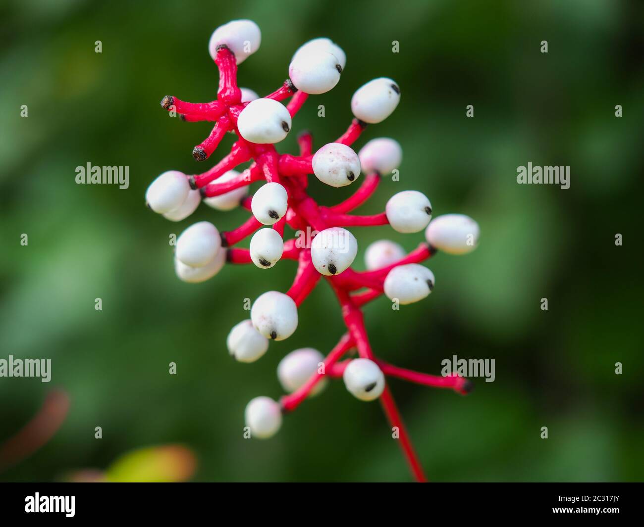 White berries and red stalks of white baneberry (Actaea pachypoda Stock