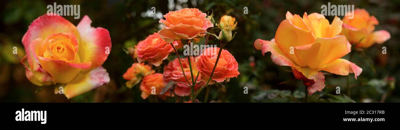 Multi Headed Roses Multi head roses hi-res stock photography and images - Alamy