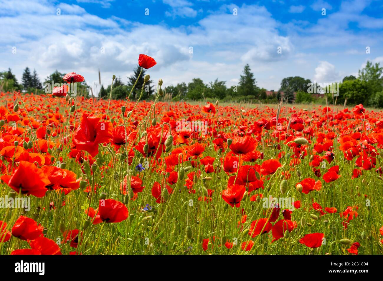 red poppies blue sky with clouds Stock Photo - Alamy