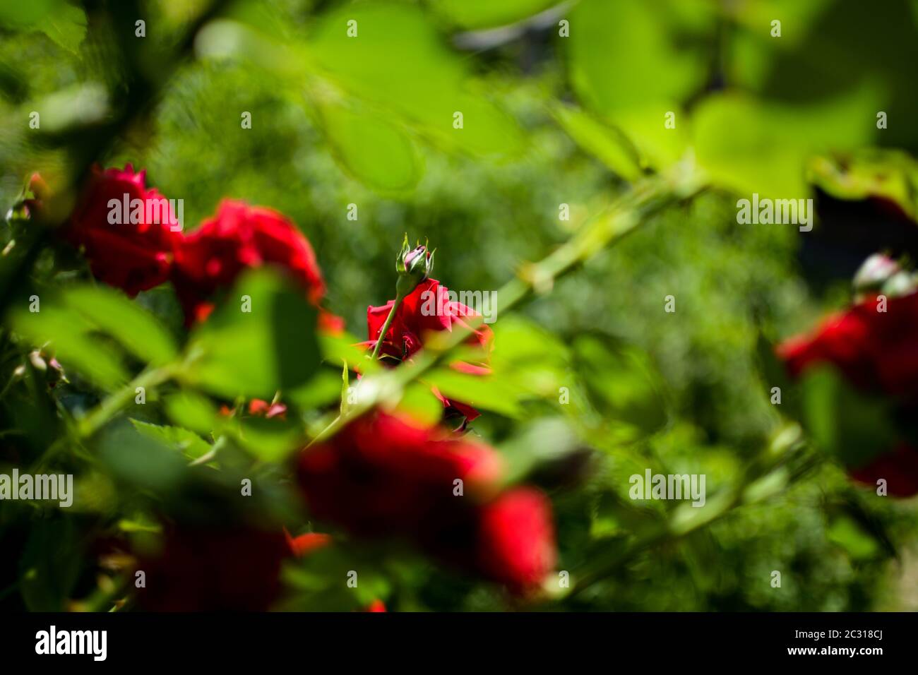 Red Roses in summer blurry Stock Photo - Alamy