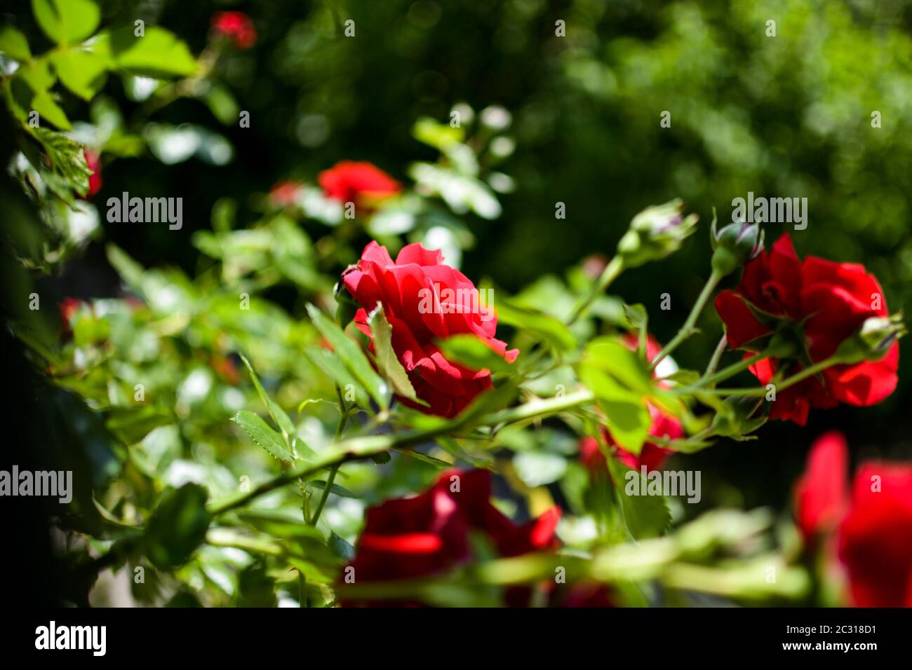 Red Roses in summer blurry Stock Photo - Alamy